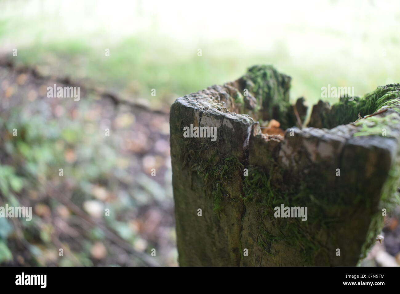 Spaziergang in Bluebell Woods Stockfoto