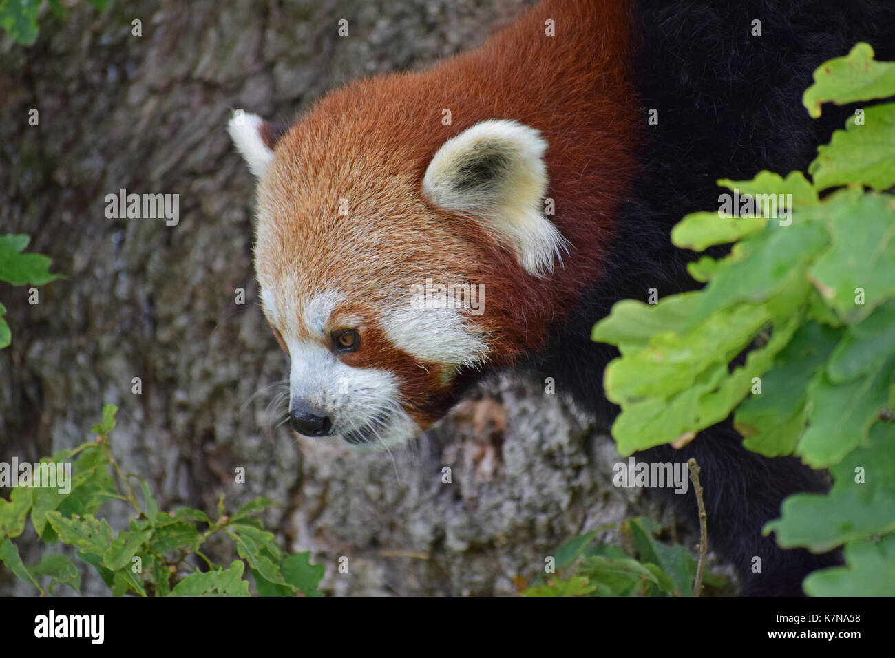 Red Panda - Lake District Wildlife Park, Bassenthwaite, Keswick, Lake District, North West England Stockfoto
