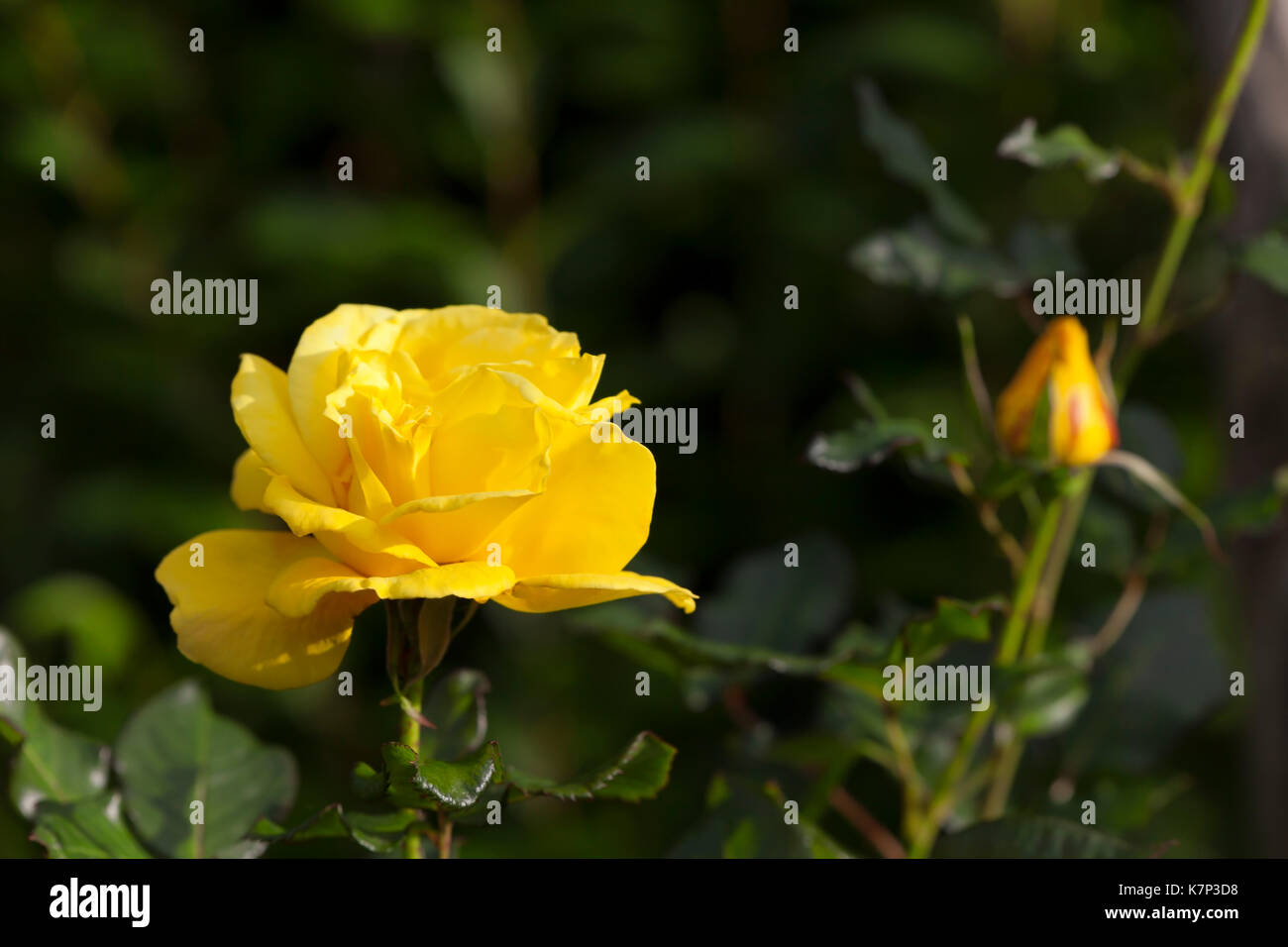 Gelbe Rosen im Garten. Stockfoto