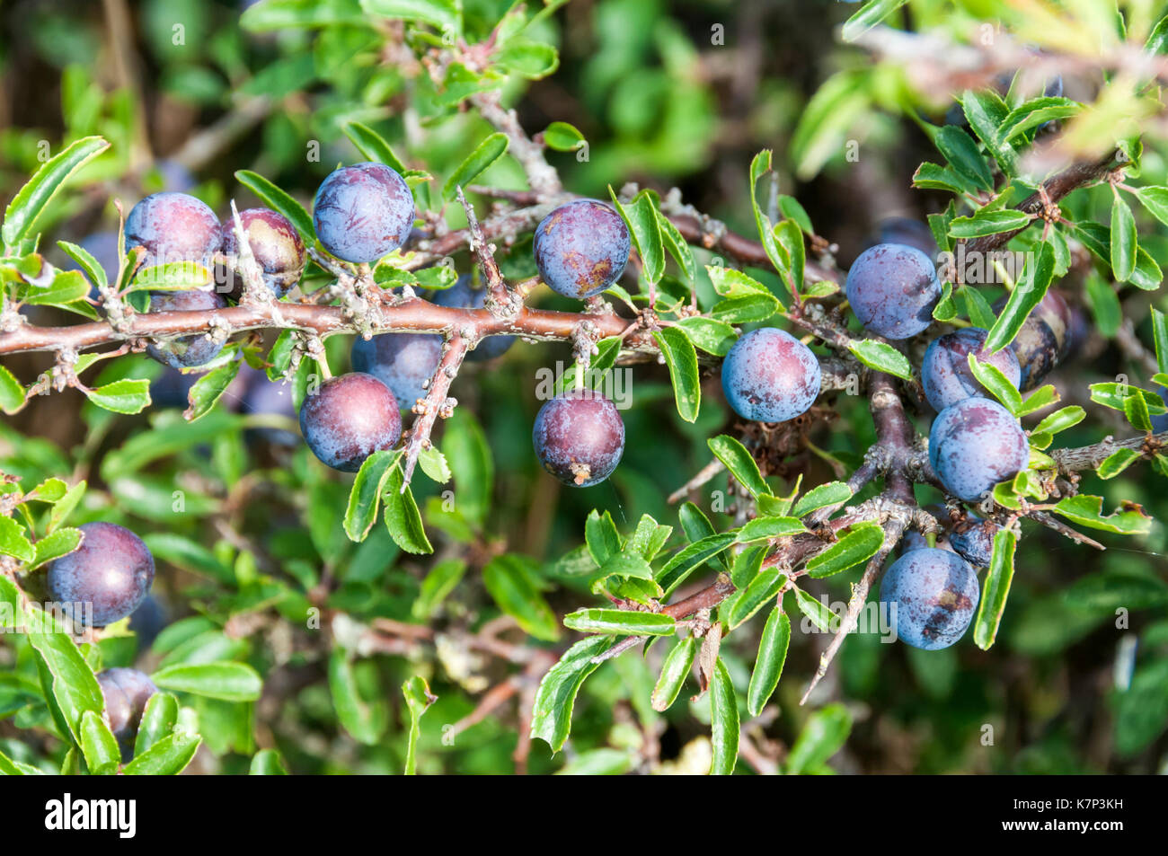 Blackthorn Beeren oder Schlehen, Prunus Spinosa Stockfoto