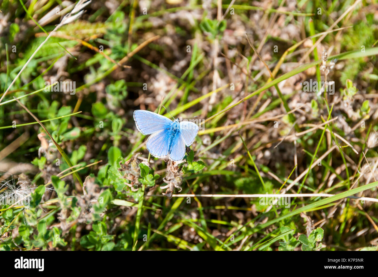 Männliche gemeinsame blauer Schmetterling, Polyommatus icarus Stockfoto