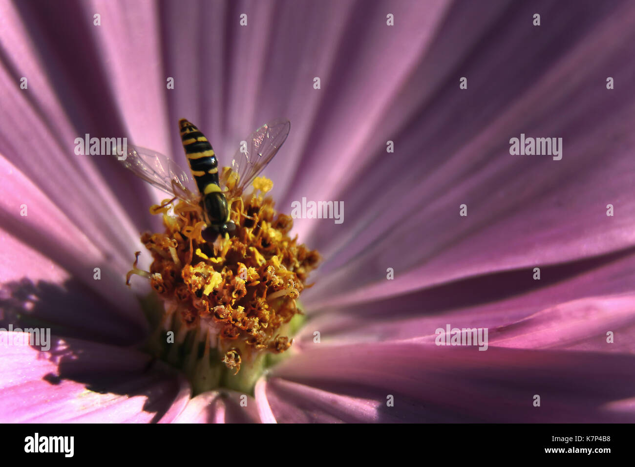Rosa Kosmos mit einer Biene Fütterung auf Nektar Stockfoto