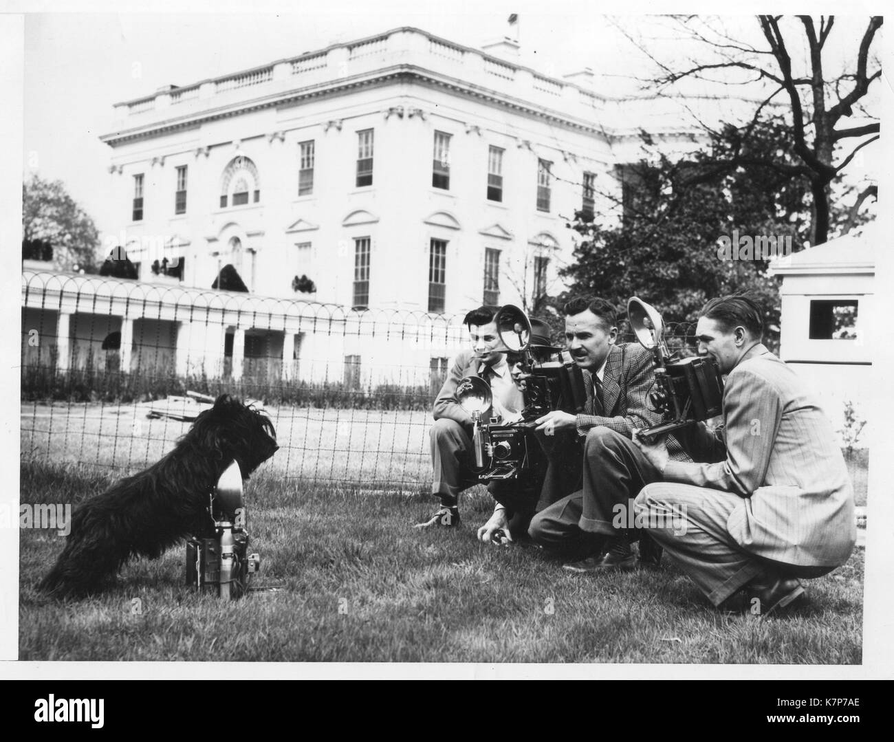 Präsident Franklin Roosevelts Hund Fala fotografieren der Fotografen im Weißen Haus, Washington, DC, 07.04.1942. Stockfoto