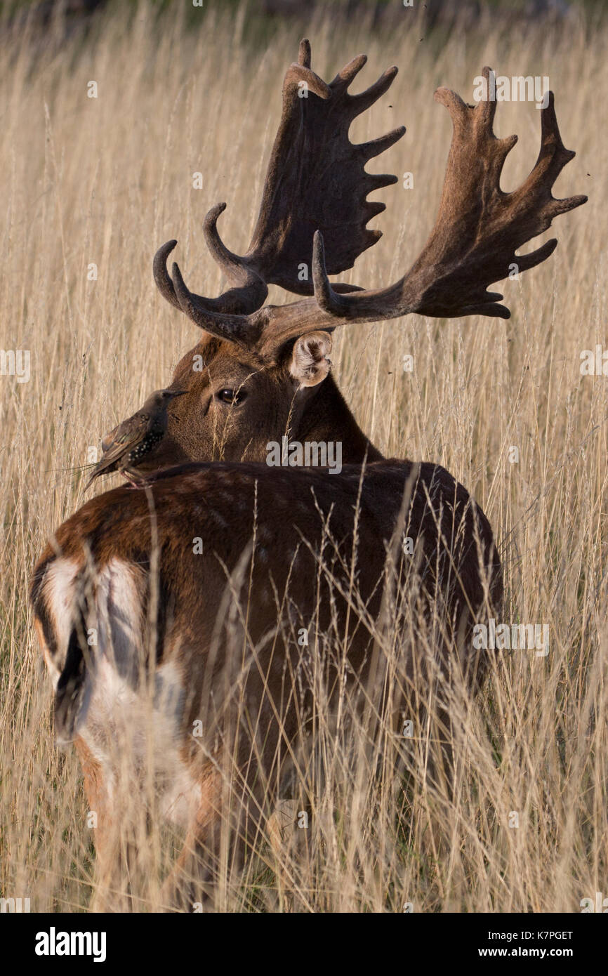 Reifen Damwild Hirsch mit ungewöhnlich dunklen braunen Abzeichen und eine feine Reihe von Geweihen. Ein Starling saß auf seinem Rücken. Bushy Park, London, UK. Stockfoto