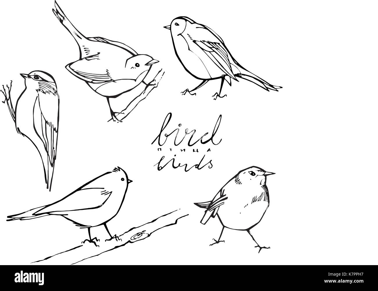 Grafik Vögel auf weißem Hintergrund Stock Vektor