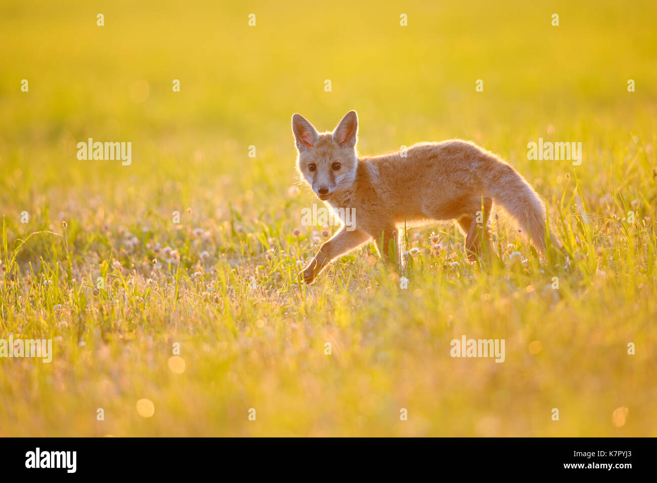 Fox Cub auf Sommer Sonnenuntergang Stockfoto