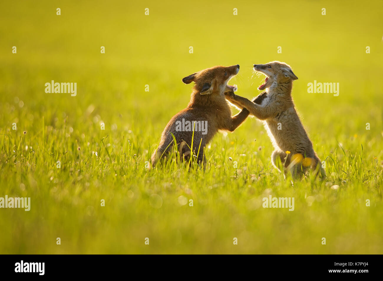 Zwei Fox Cubs spielen im Sommer Sonnenuntergang Stockfoto