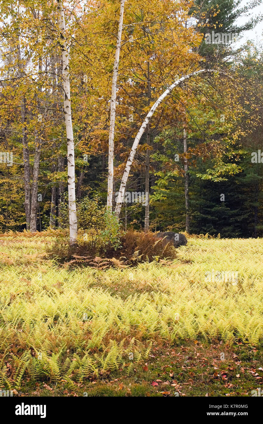 Birken im Campton, New-Hampshire, Feld im Herbst. Stockfoto