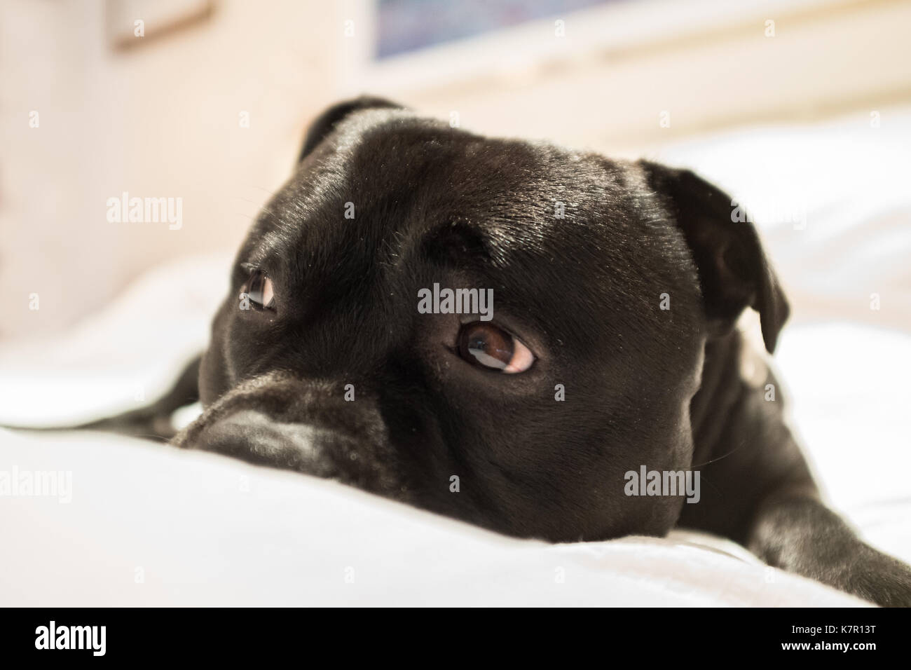 Cute Staffordshire Bull Terrier Hund liegend auf einem weißen Bett mit hochgezogenen Augenbrauen und zeigt das Weiße seiner Augen. Er sieht ein bisschen traurig, traurig oder g Stockfoto