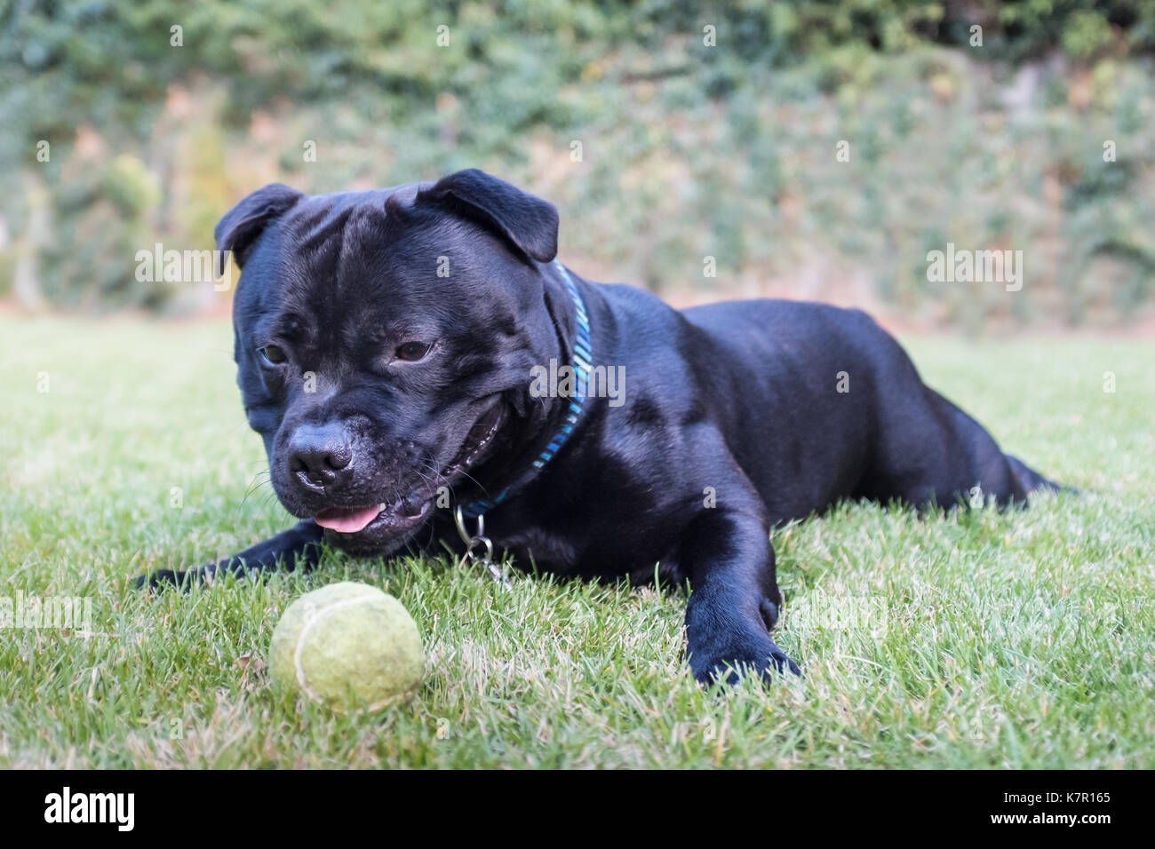 Schwarz Staffordshire Bull Terrier Hund auf Gras an seinem Tennis Ball auf der Suche liegen, er ist glücklich und entspannt nach dem Spielen. Stockfoto