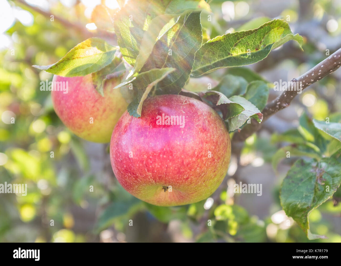 Zwei rote und grüne reife Äpfel auf einem Baum an einem sonnigen Sommertag mit Sonnenschein Abfackeln durch ihre Blätter. Sie sind reif für die Ernte Stockfoto