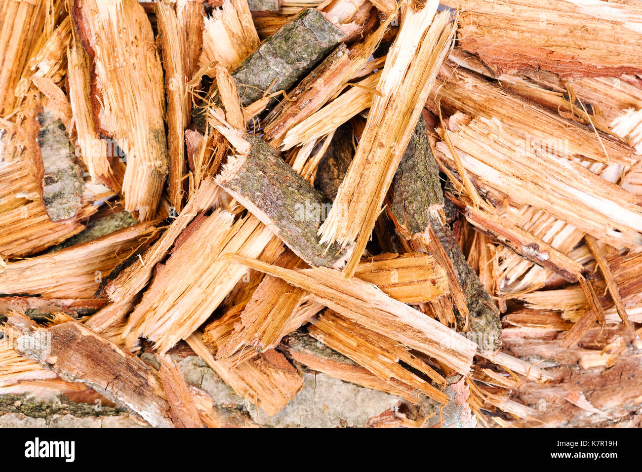 Eichenrinde Textur close-up. Hochauflösendes Foto. Stockfoto