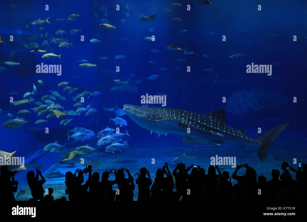 Walhai im Tank mit dem touristischen Silhouette Stockfoto