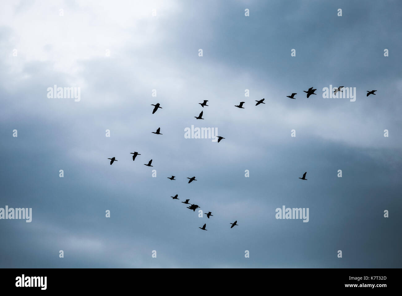 Herde von großen schwarzen Kormorane fliegen in bewölkten Himmel Stockfoto