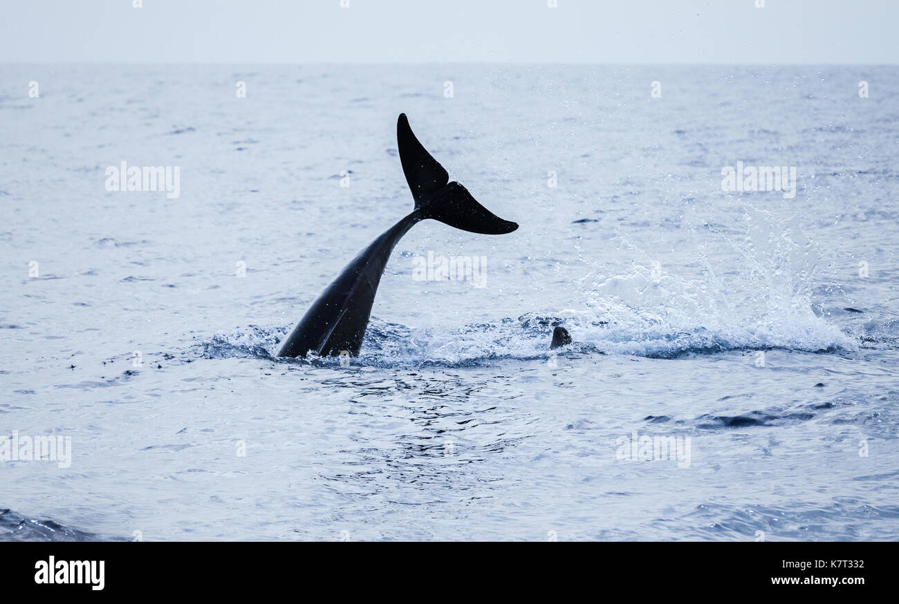 Schwanz der Gemeine Delfin. Atlantischen Ozean in der Nähe von Madeira, Portugal Stockfoto