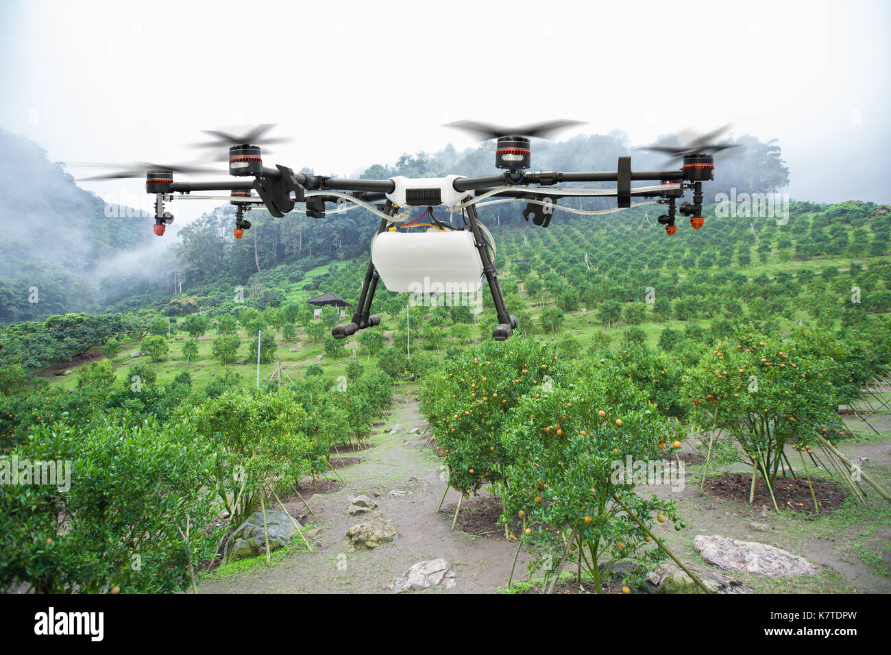 Landwirtschaft Drohne über Orange Garden Hill flying Stockfoto