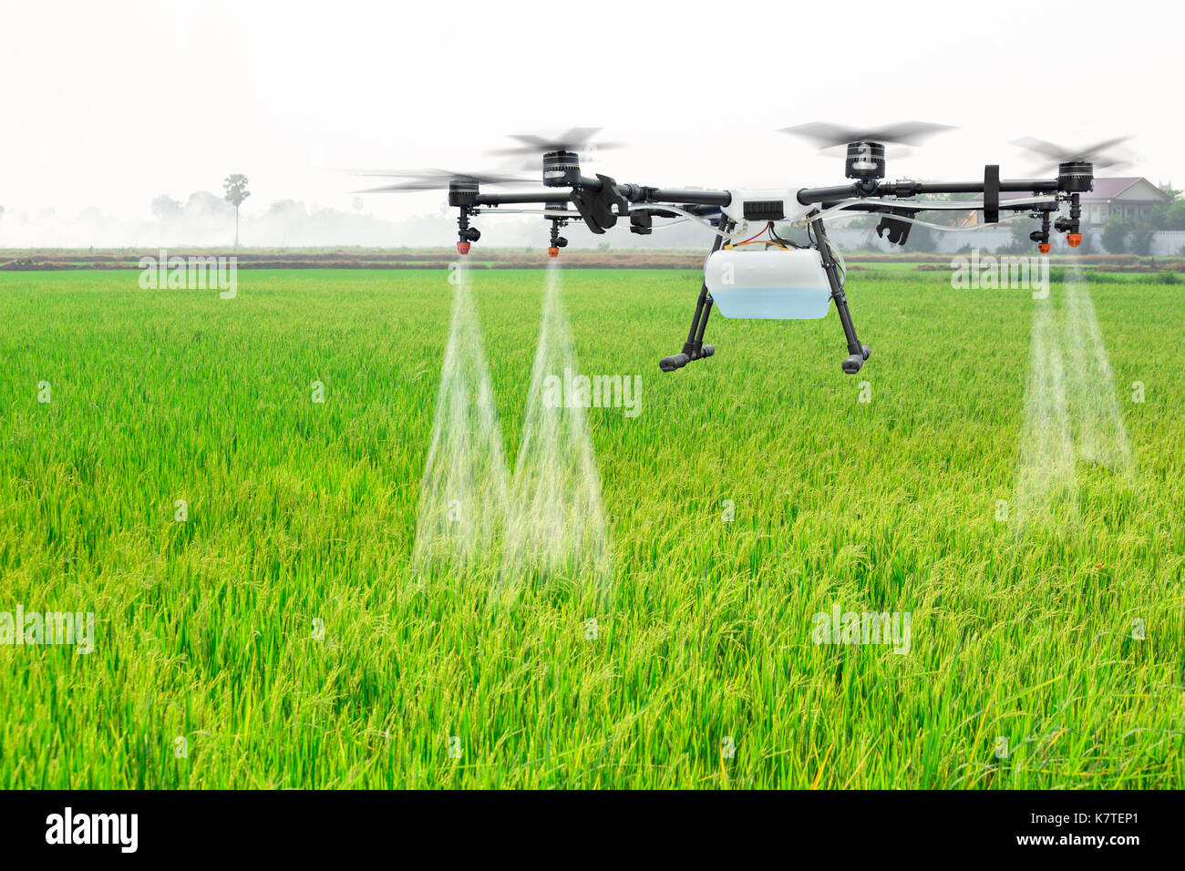 Landwirtschaft Drohne fliegen Dünger auf die Felder gesprüht Reis