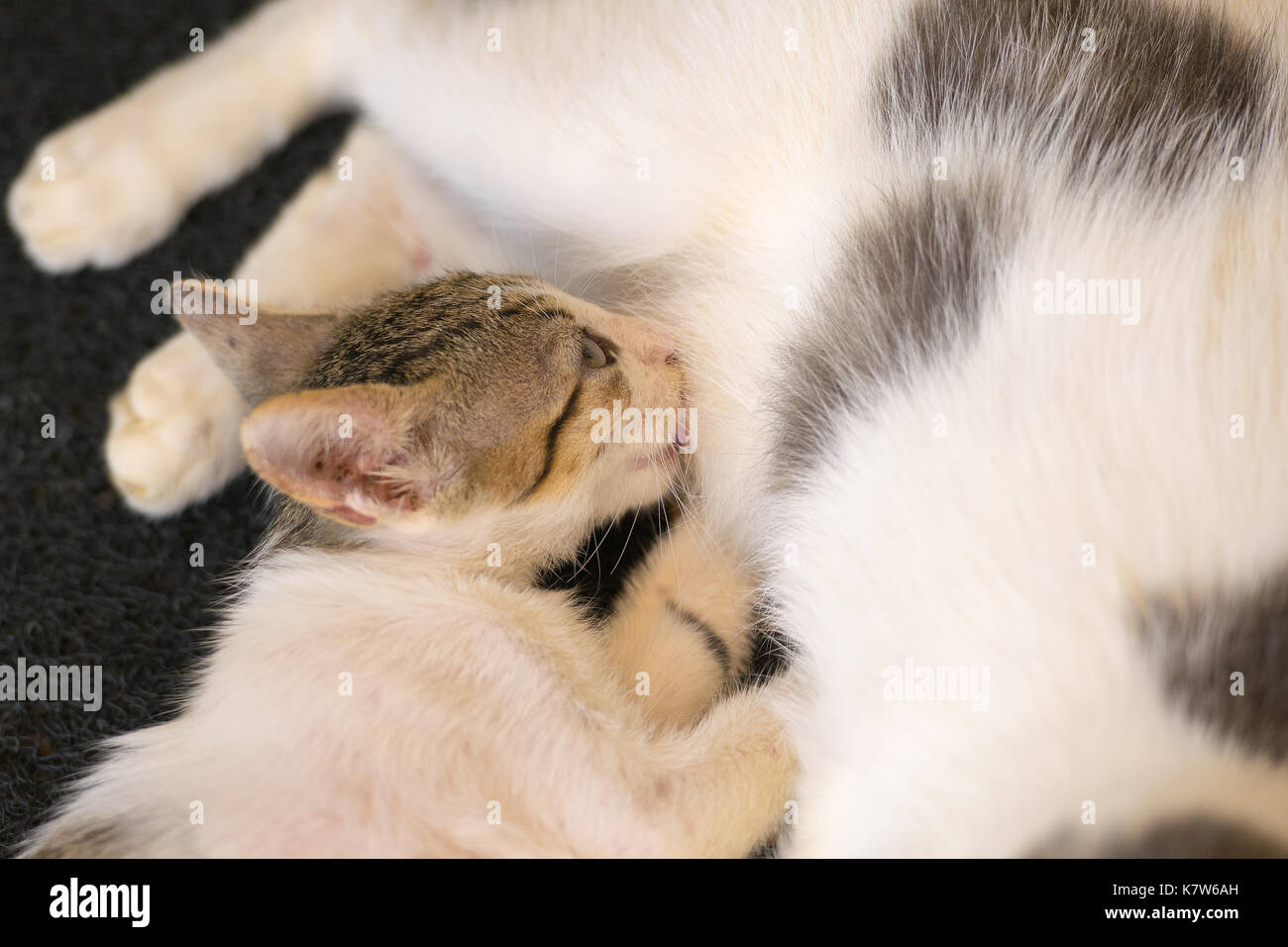 Baby Katze Trinken Milch Von Ihrer Mutter Stockfoto Bild