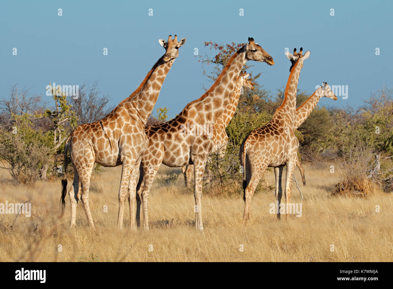 Giraffen (Giraffa Camelopardalis) im natürlichen Lebensraum, Etosha National Park, Namibia Stockfoto