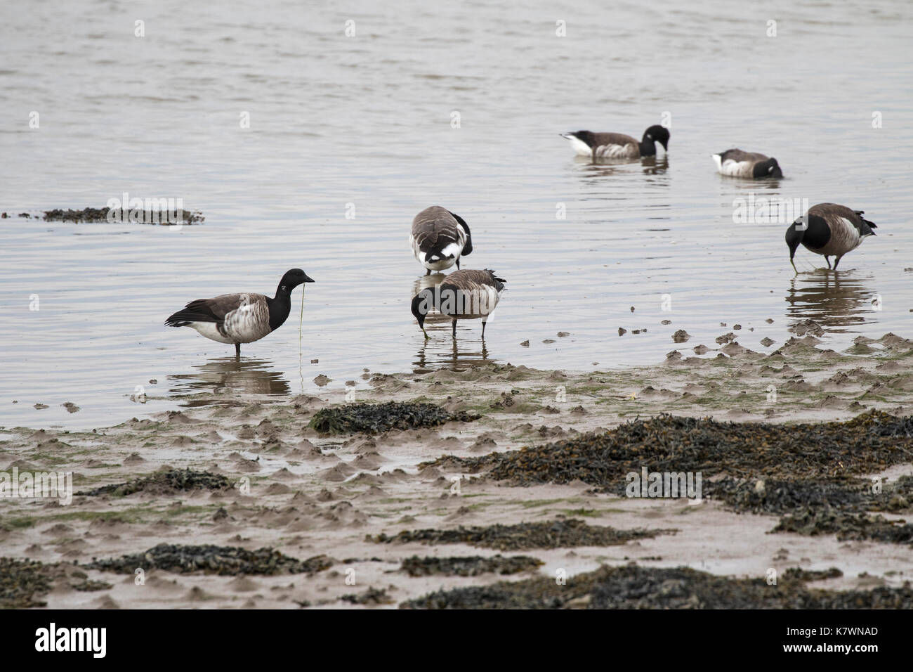 Licht-bellied Ringelgans Branta bernicla hrota Fütterung am Rande der Bucht Foryd SSSI Gwynedd Wales UK April 2016 Stockfoto