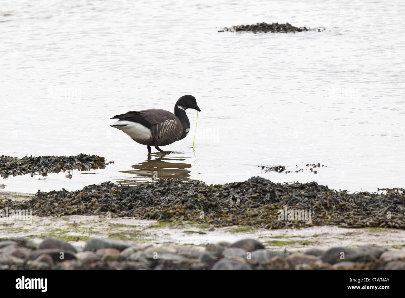 Schwarz Ringelgans Branta bernicla nigricans Fütterung am Rande der Bucht Foryd SSSI Gwynedd Wales UK April 2016 Stockfoto