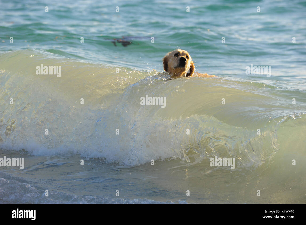 Golden Retriever schwimmen im Meer Stockfoto