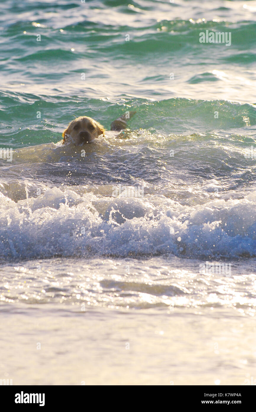 Golden Retriever schwimmen im Meer Stockfoto
