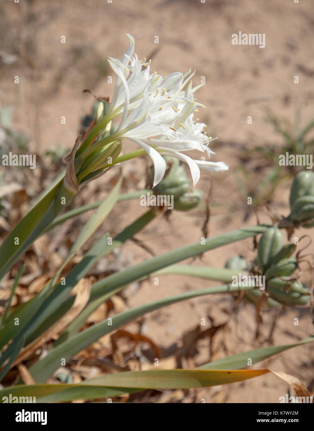 Weißes Meer narzisse Blüte in den Dünen von liencres, Kantabrien Stockfoto