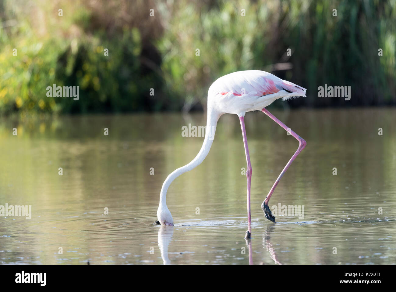 Die rosa Flamingo in einem Profil im Wasser, Frankreich, Camargue Stockfoto