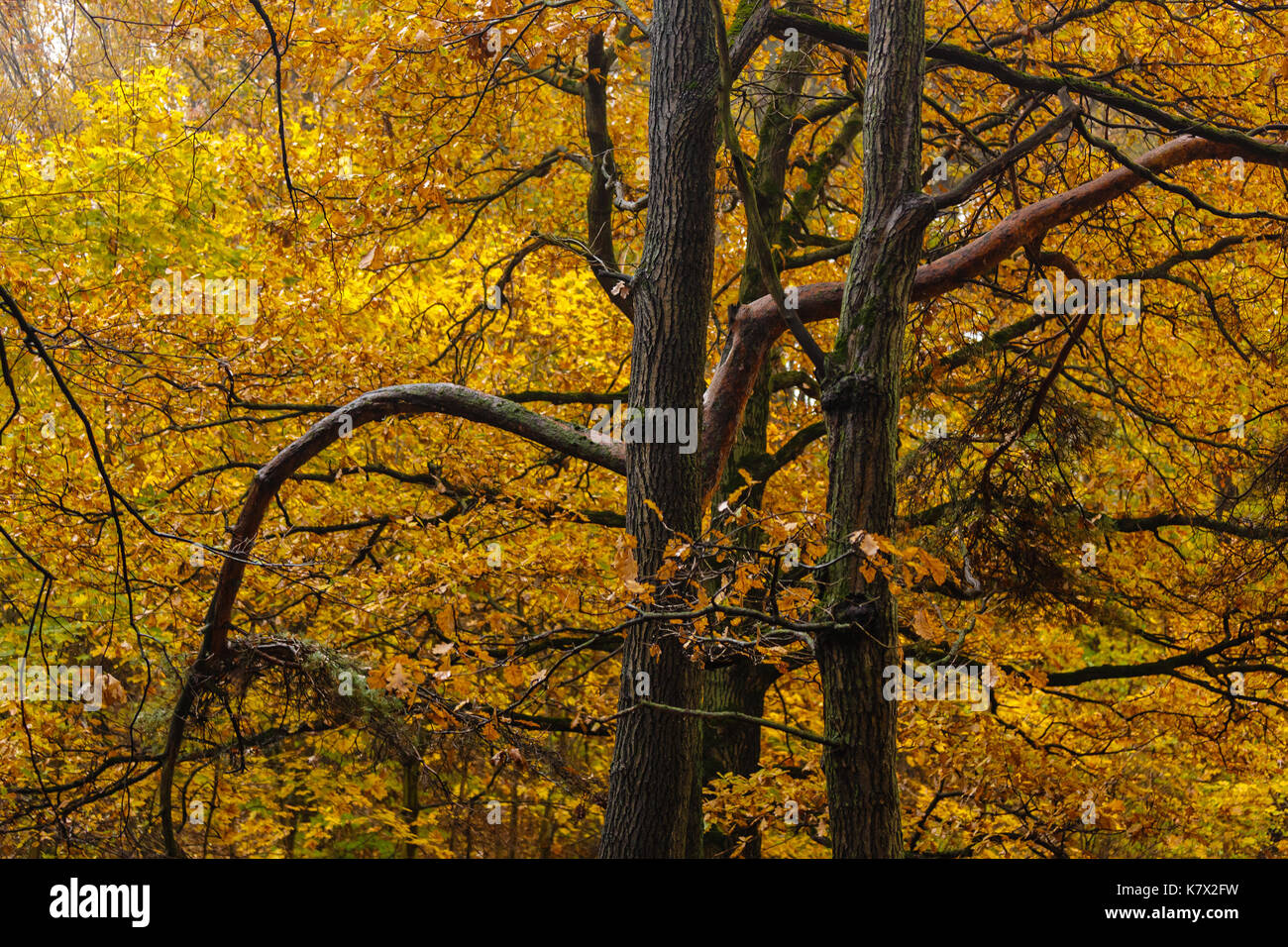 gelbe Blätter in einem Eichenhain in einem Waldpark Stockfoto