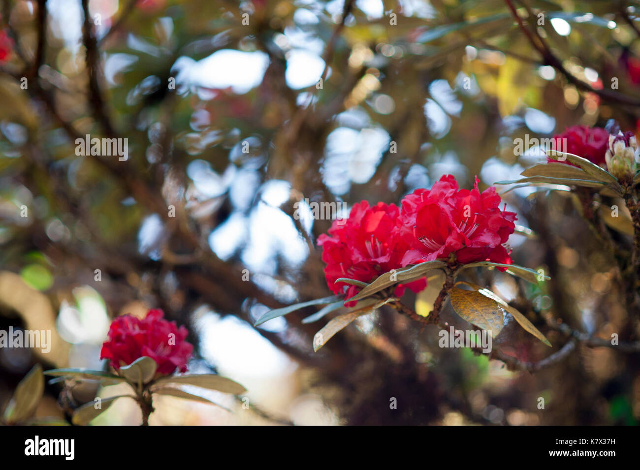 Red Azalea (Rhododendron arboreum subsp. Delavayi) wächst in einem Hochlandwald auf Doi Inthanon, dem höchsten Berg Thailands Stockfoto