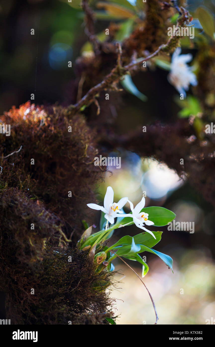 Coelogyne nitida Orchidee wächst in einem Hochlandwald auf Doi Inthanon, dem höchsten Berg Thailands. Doi Inthanon Nationalpark, Thailand Stockfoto