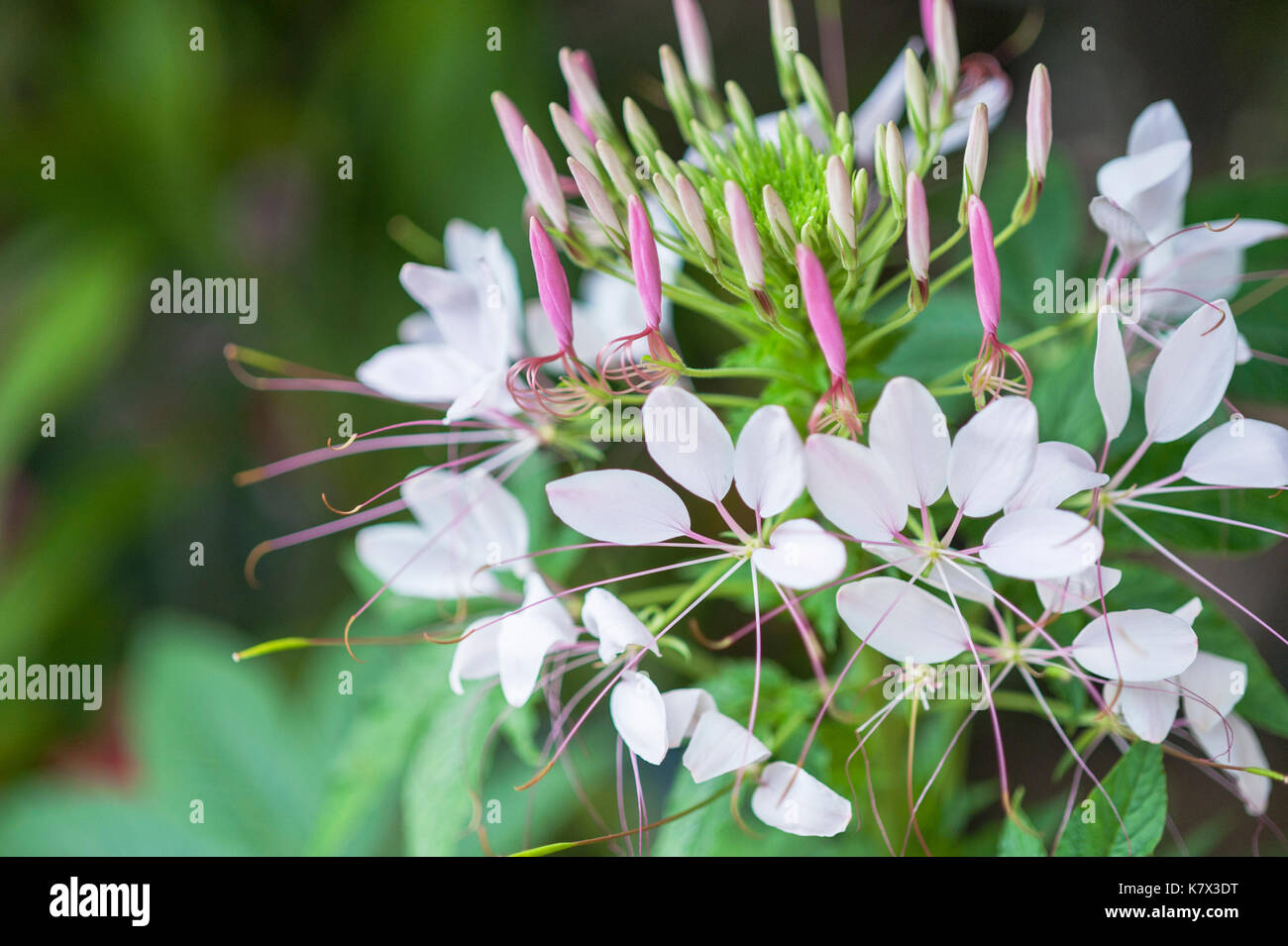 Cleome Spinosa (Spinnenblume) Chom Thong Bezirk, Chiang Mai Provinz, Thailand, Südostasien Stockfoto