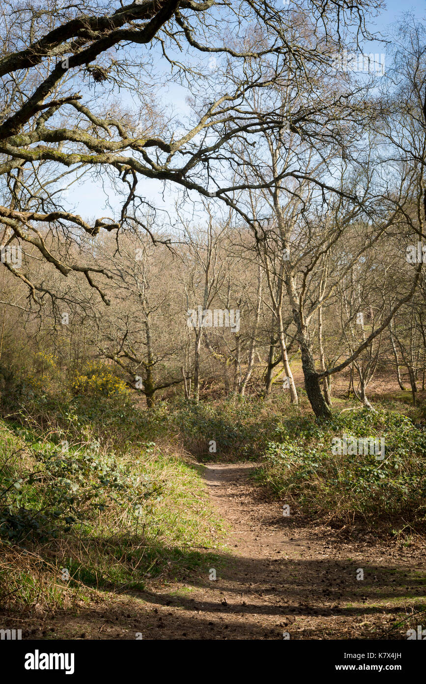 Woodlands in Pulborough Brooks Nature Reserve, West Sussex, England Stockfoto