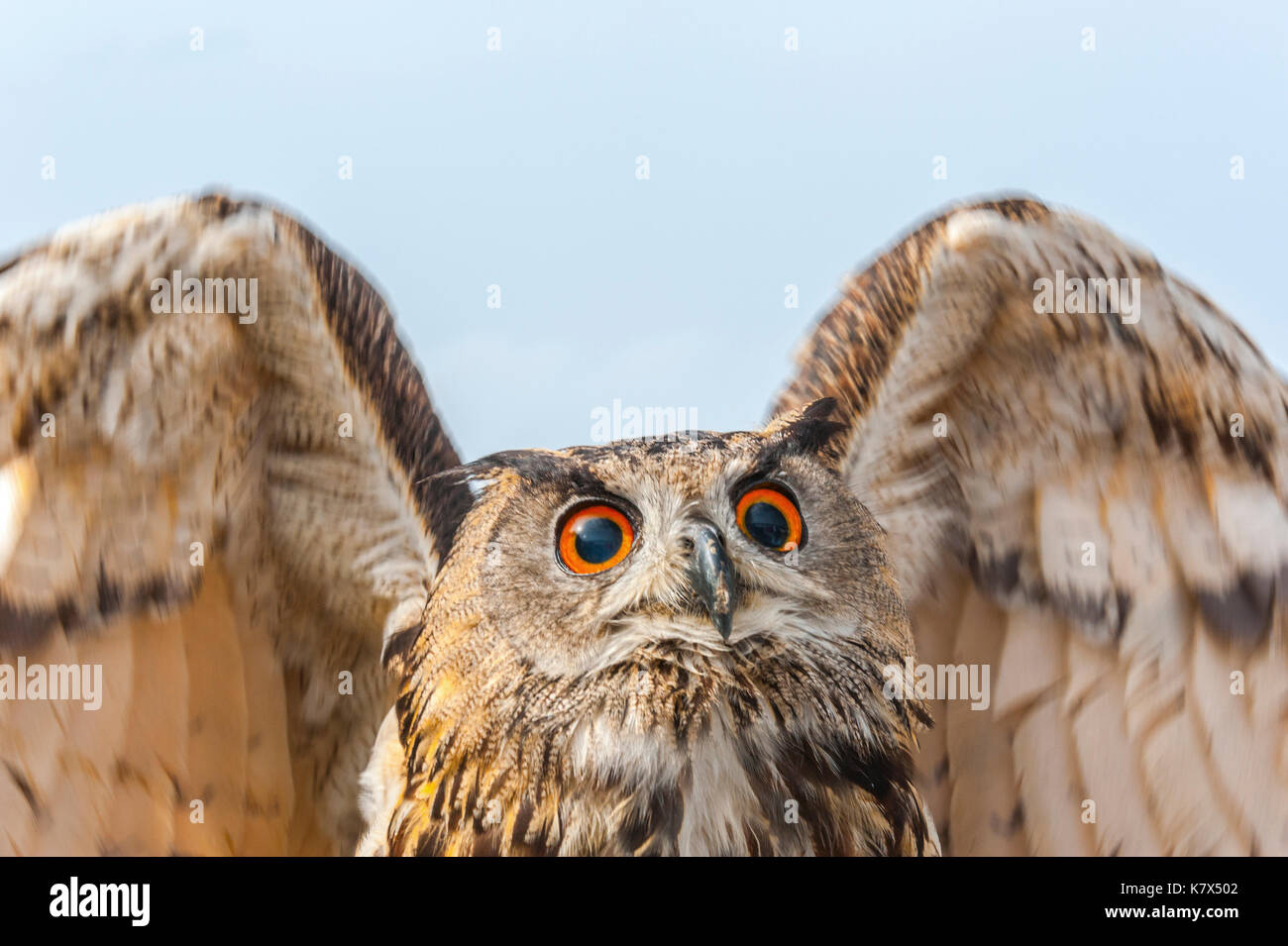 Eurasien Uhu oder Europäischen eurasischen Uhu, Bubo bubo, Vorderansicht, Verbreitung Flügel Stockfoto