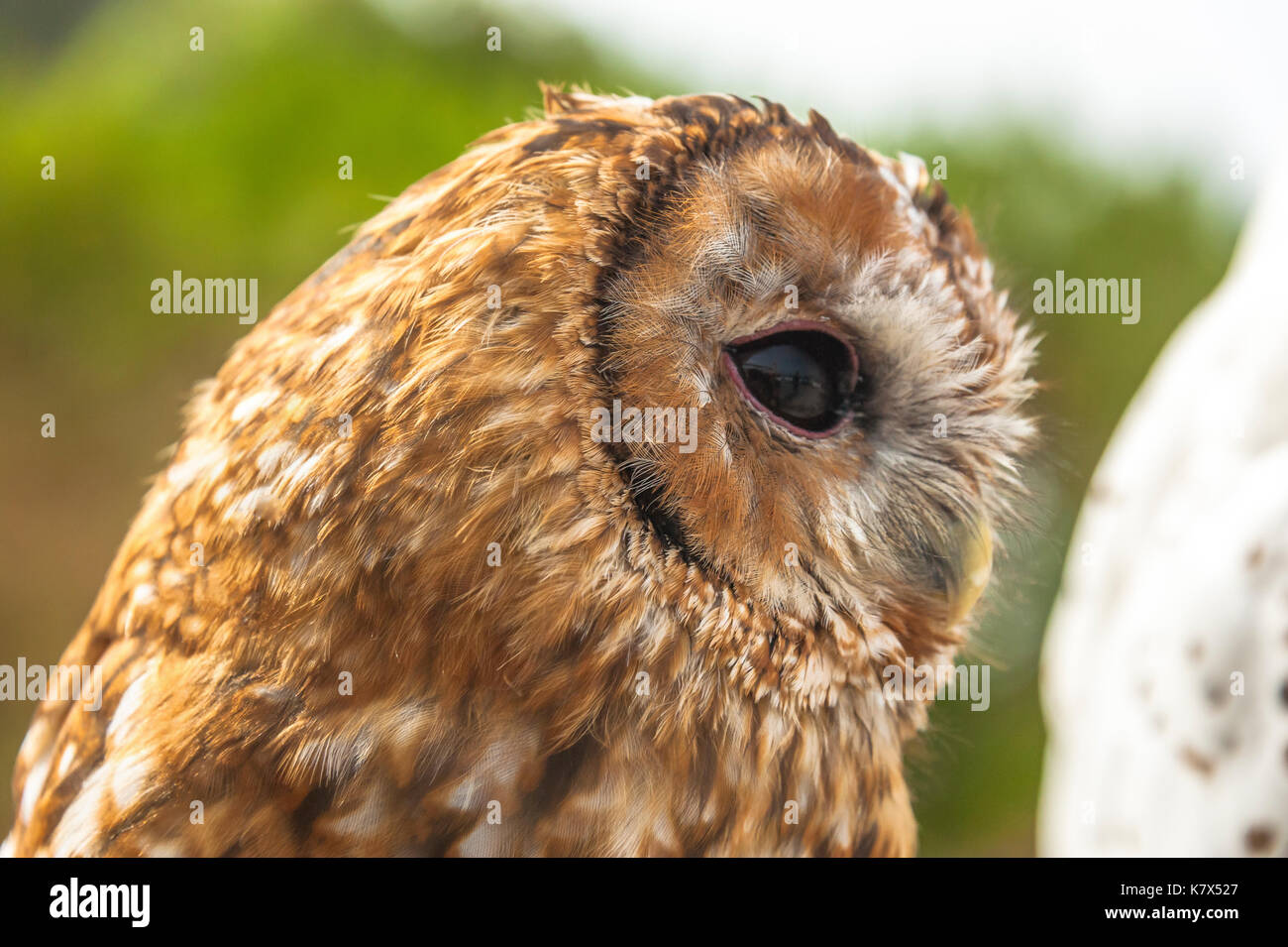 Waldkauz oder braune Eule, Strix aluco, Seitenansicht Stockfoto