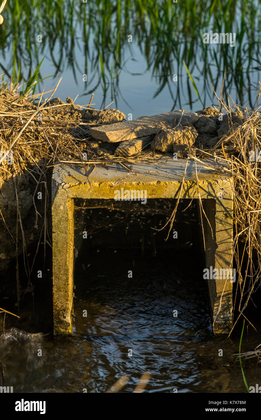 Bewässerungskanal in einem ricefield, ebrodelta, Spanien 2017 Stockfoto