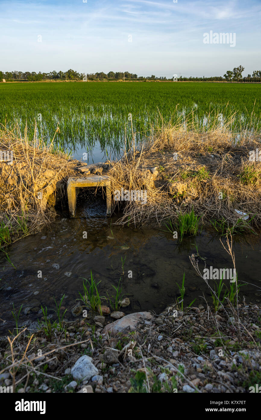 Bewässerungskanal in einem ricefield, ebrodelta, Spanien 2017 Stockfoto