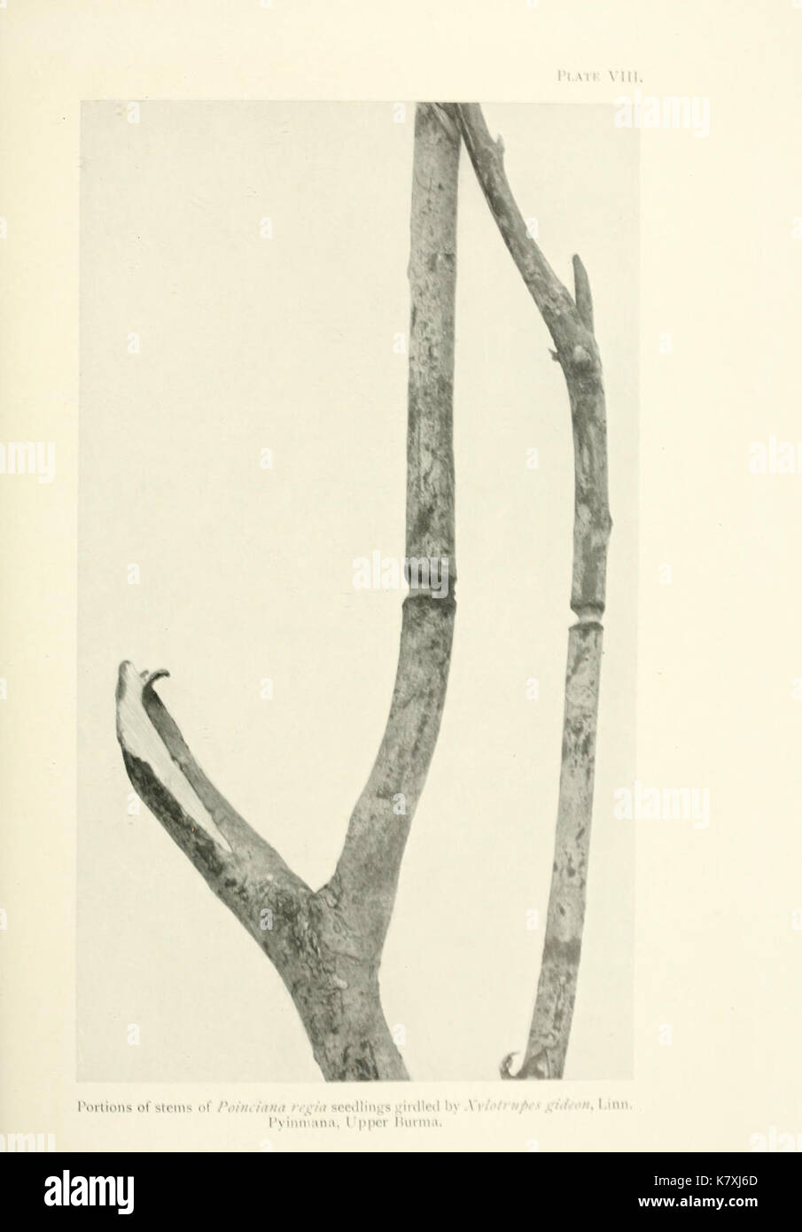 Indian Forest Insekten von wirtschaftlicher Bedeutung BHL 19489202 Stockfoto