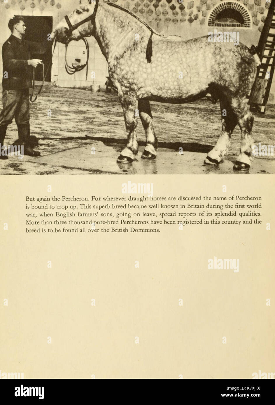 Die Einführung von Pferden BHL 23062915 Stockfoto