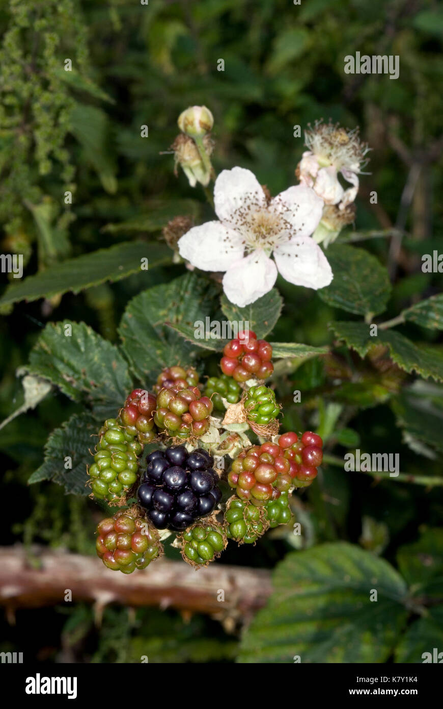 Wild Black Anlage Stockfoto