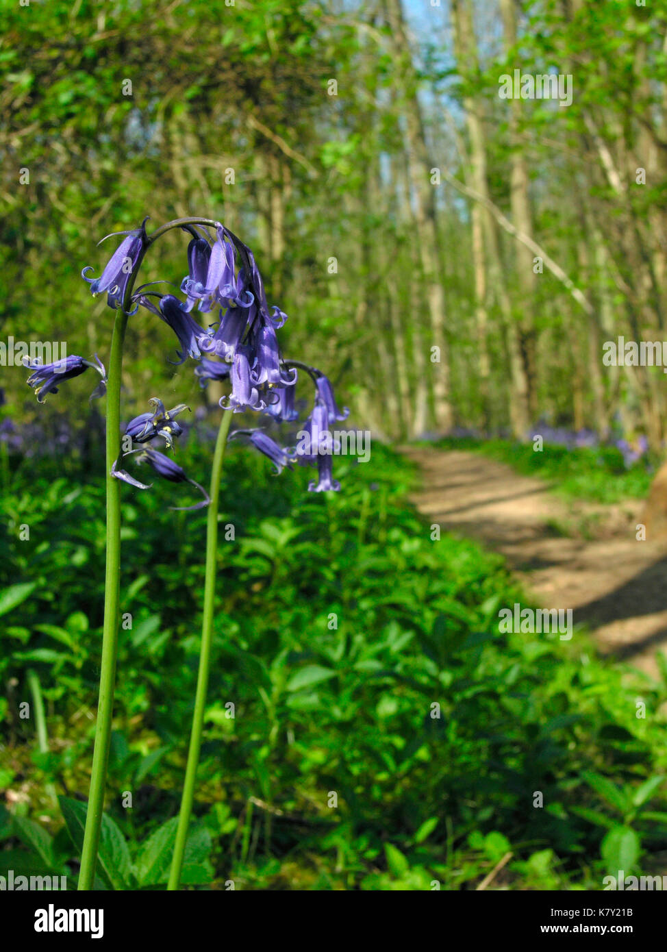 Britische Bluebells Stockfoto