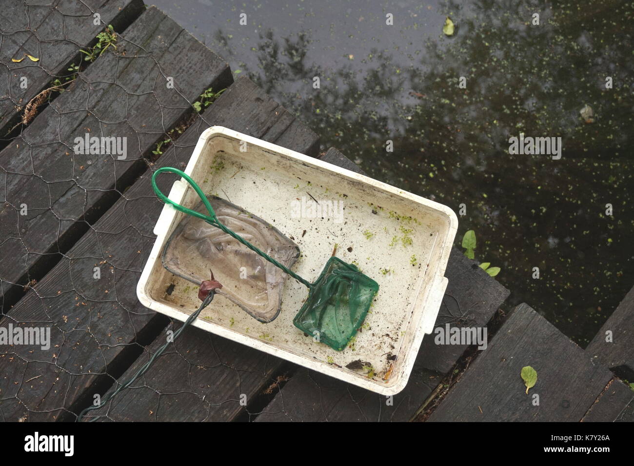 Teich - Eintauchen in Camley Street Natural Park, urban Wildlife Park, London Stockfoto