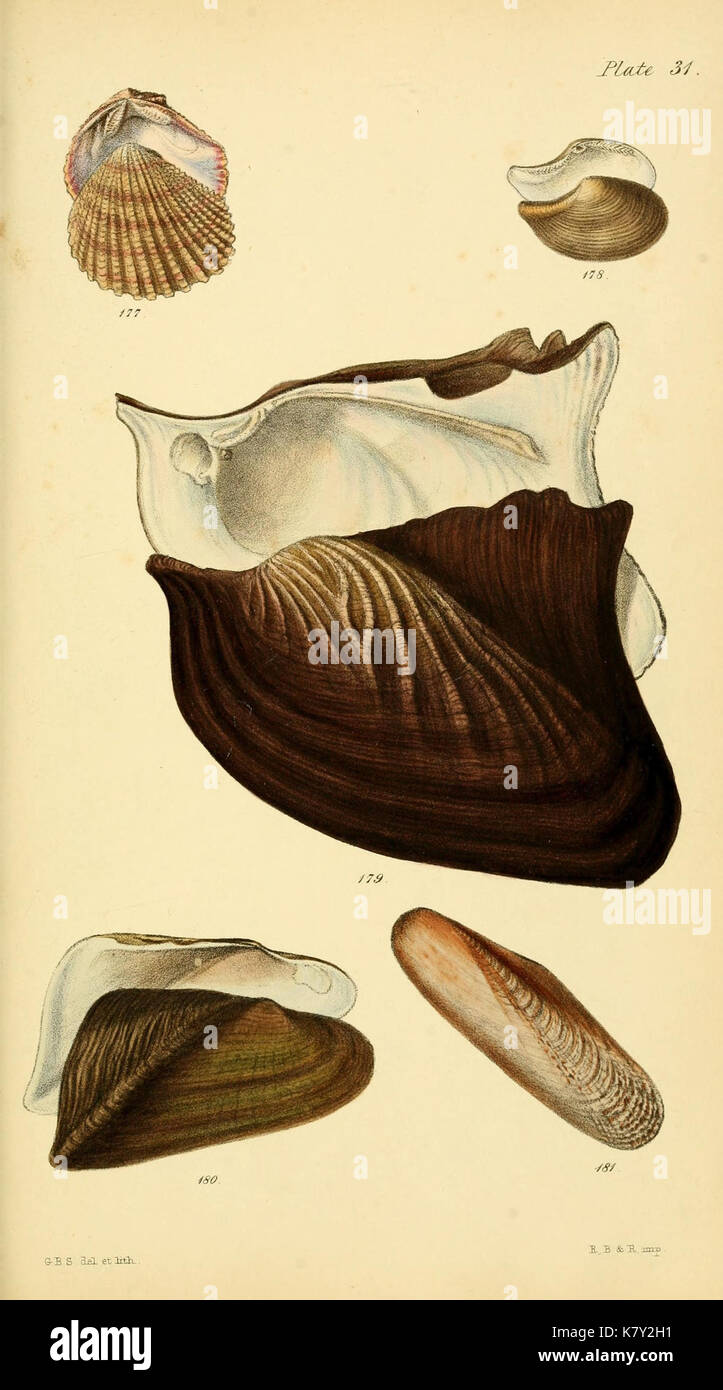 Initiamenta conchologica oder, Elemente der conchology (Platte 31) (9082927391) Stockfoto