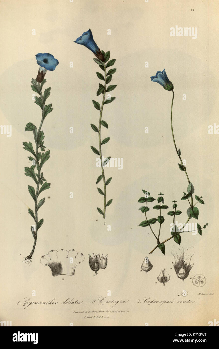 Abbildungen der Botanik und andere Zweige der natürlichen Geschichte der Berge des Himalaja (PL. 69) (6982090144) Stockfoto