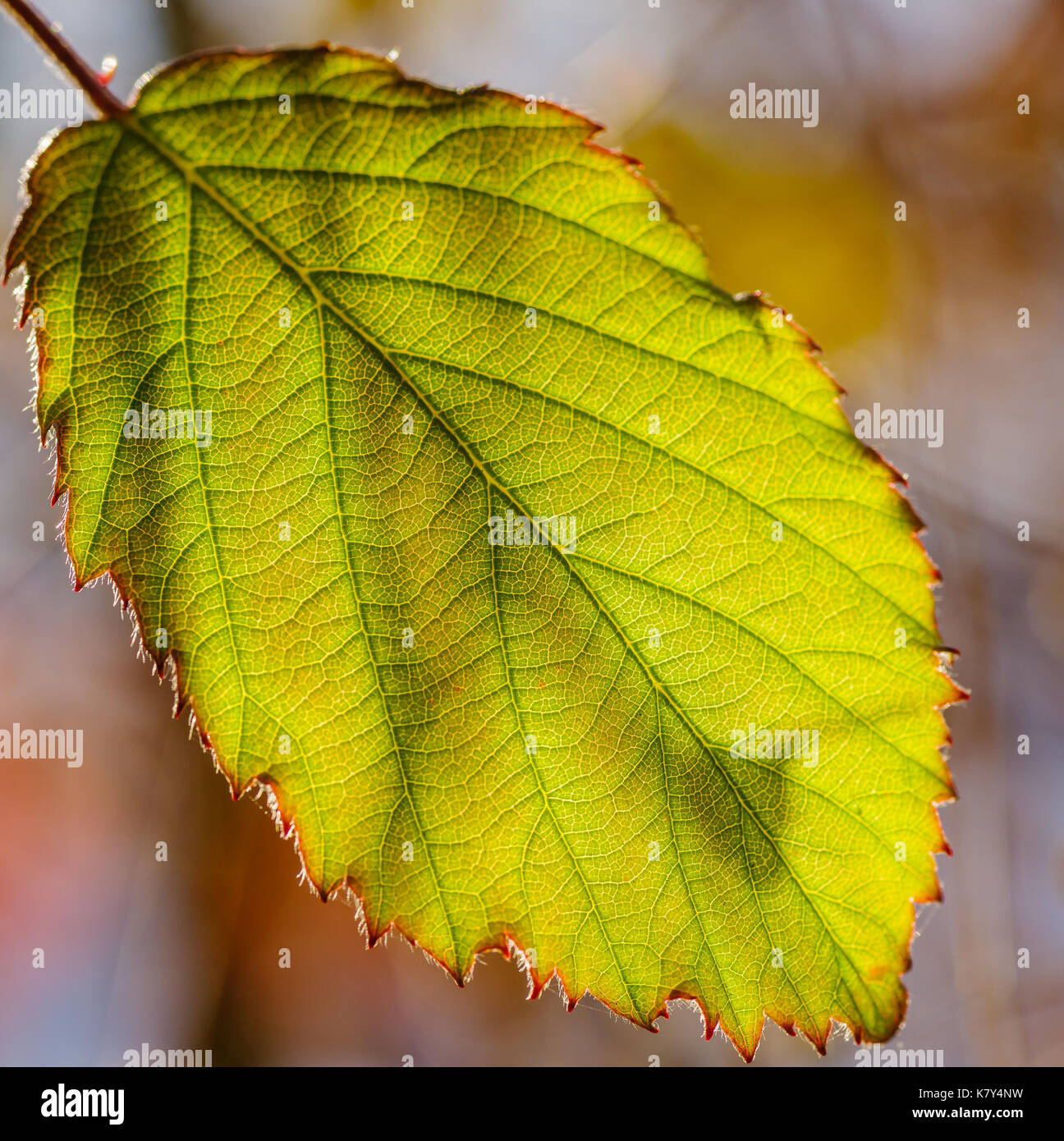 Single Green Leaf, Nahaufnahme, Hintergrundbeleuchtung Stockfoto