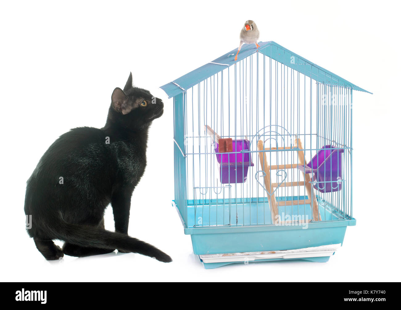 Kätzchen spielen mit Zebra Finch vor weißem Hintergrund Stockfoto