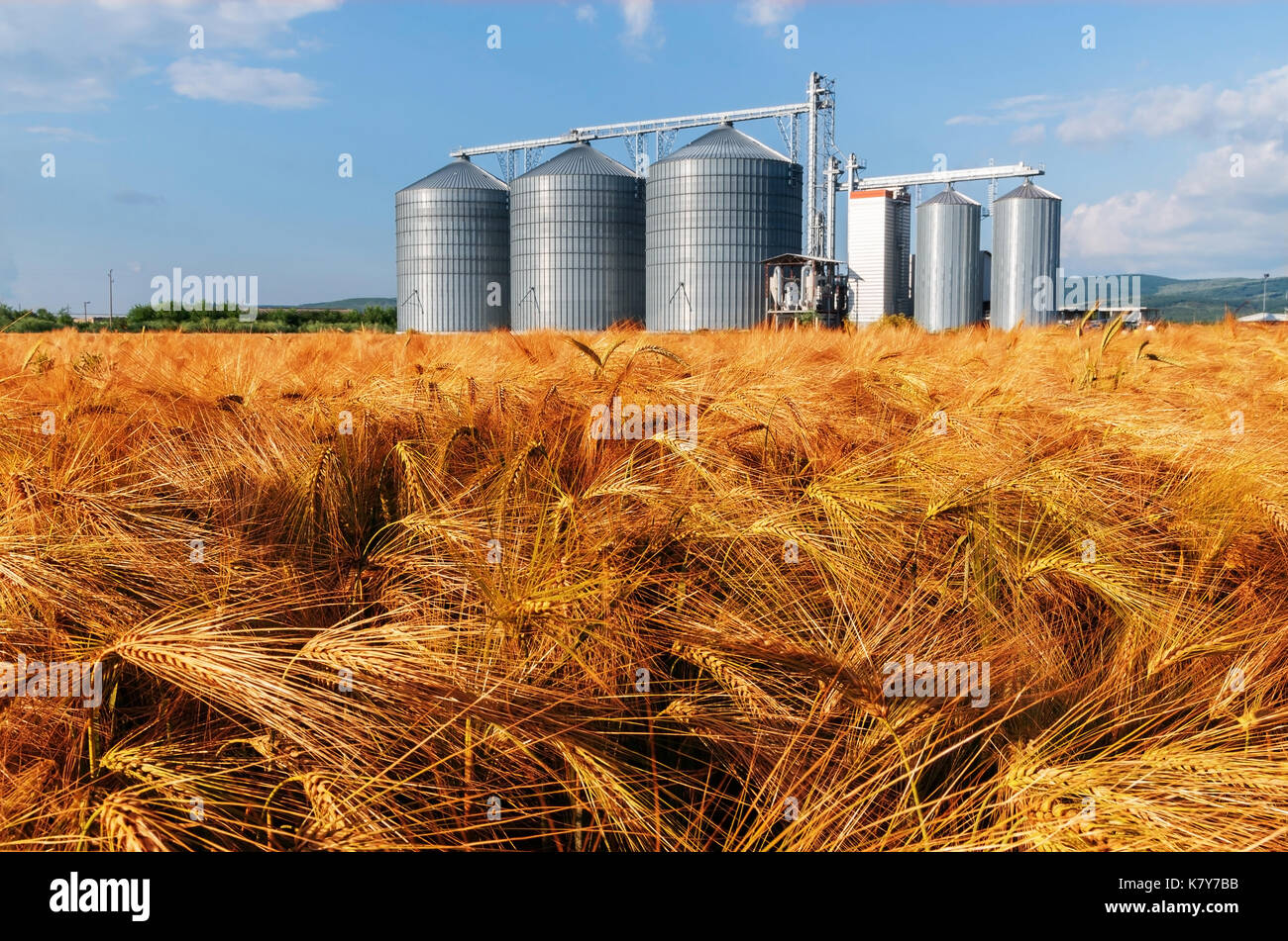 Silos in einem Gerstenfeld. Stockfoto