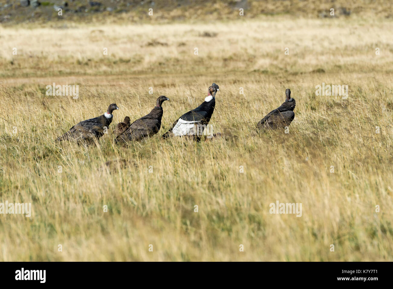 Andenkondor (Vultur gryphus) auf dem Boden, Torres del Payne Nationalpark, chilenischen Patagonien, Chile Stockfoto