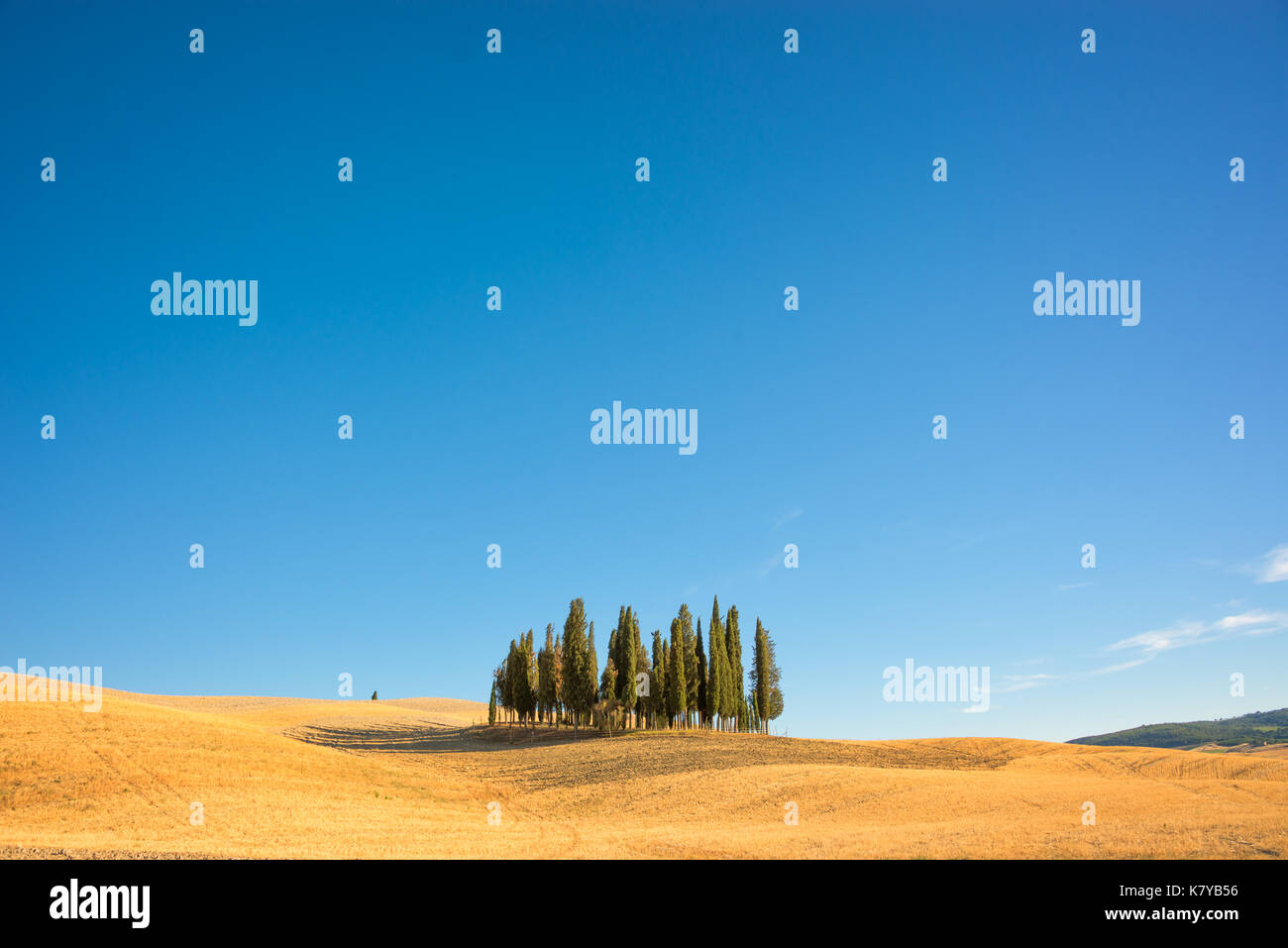 Schönes, typisch toskanischen Landschaft mit Zypressen in einem Feld im Sommer, Val d'Orcia, Toskana, Italien Stockfoto
